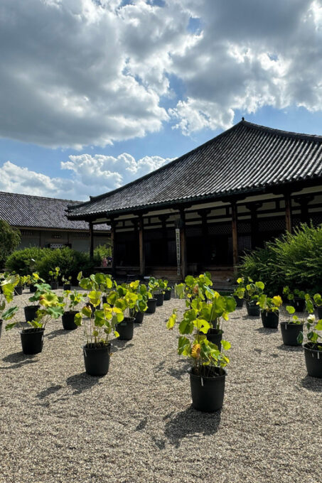 Nara: Explore Gangoji Temple and Naramachi in 90 Minutes - Enjoying Local Crafts and Souvenirs