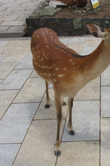 NARA: Giant Buddha, Free Deer in the Park (Italian Guide) - Nara Park and the Deer