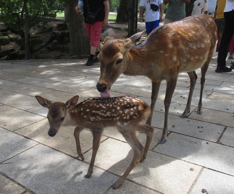 Nara: Giant Buddha, Free-Roaming Deer in the Park (English Guide) - Itinerary