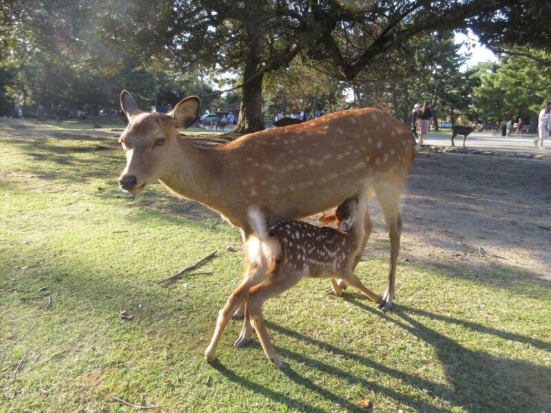 Nara: Giant Buddha, Free-Roaming Deer in the Park (English Guide) - Pricing and Booking
