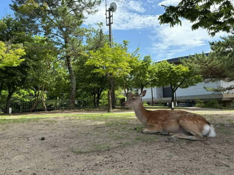 Nara: Guided Tour with Furoshiki Experience and Lunch - Key Points