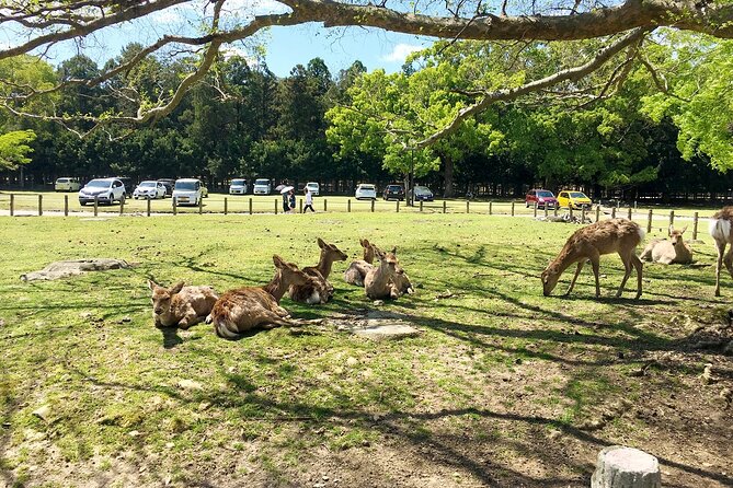 Nara Half-Day Bus Tour From Kyoto - Exploring Naras Highlights