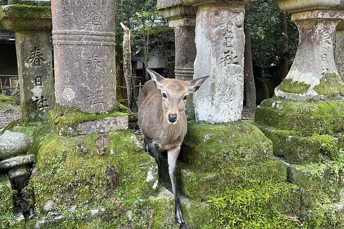 Nara Half-Day Bus Tour From Kyoto - Inclusions and Meeting Information