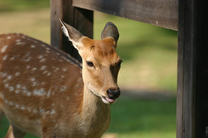 Nara Half-Day Bus Tour From Kyoto - Cancellation and Refund Policy