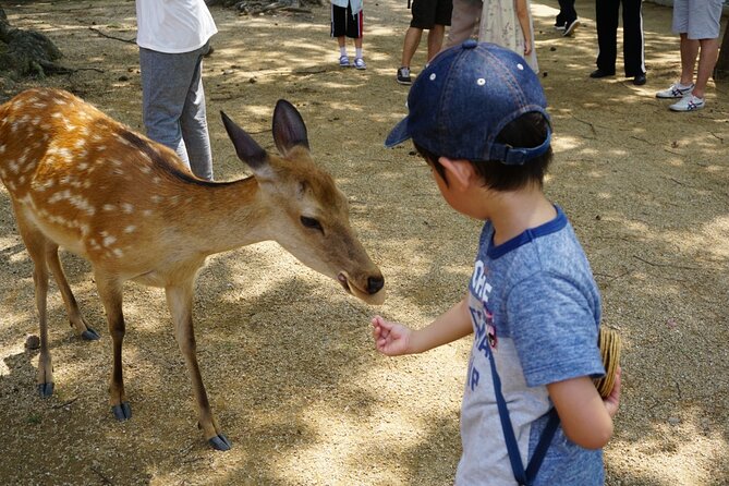 Nara Half-Day Bus Tour From Kyoto - Exploring Naras Highlights