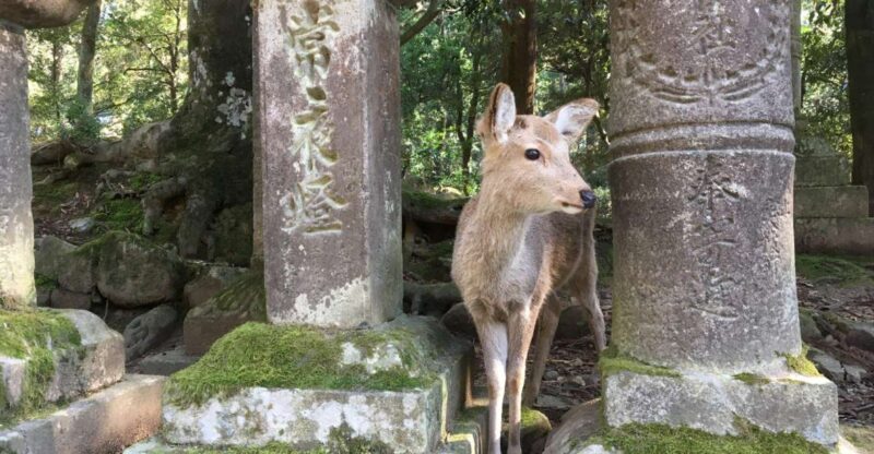Nara: Half-Day Private Guided Tour - Pickup and Drop-off Locations