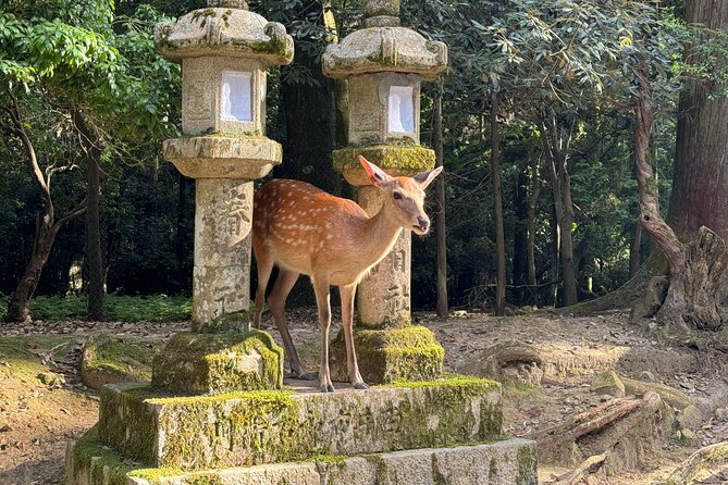 Nara: Half-Day Private Tour of 4 Must-See Spots & Deer Park - Exploring Todaiji Temple