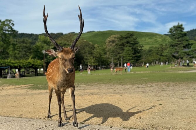 Nara: Half-Day Private Tour of 4 Must-See Spots & Deer Park - Interacting With Deer in Nara Park
