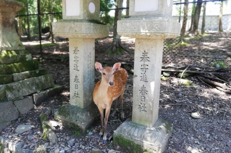 Nara: Half-Day UNESCO Heritage & Local Culture Walking Tour - Japans Distinctive Religious Culture
