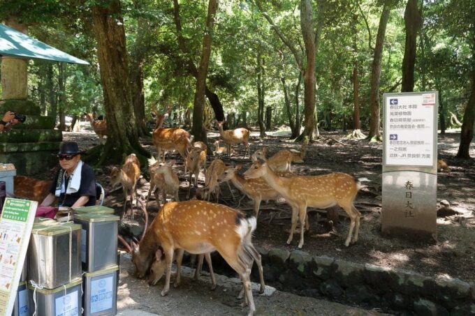 Nara: Half-Day UNESCO Heritage & Local Culture Walking Tour - Feeding the Deer
