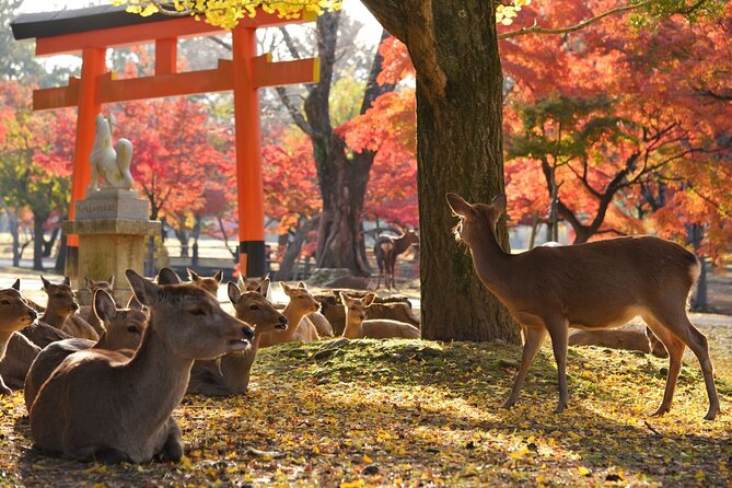 Nara Half Day Walking Tour - Deer Park Experience