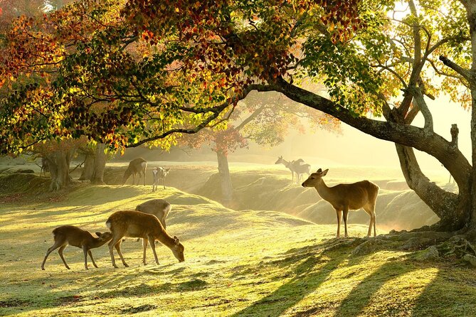Nara Half Day Walking Tour - Tour Duration and Schedule