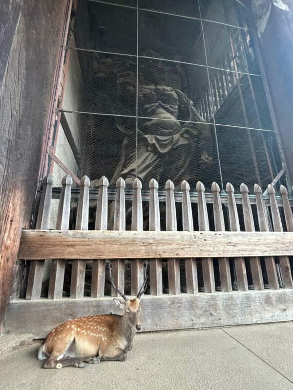 Nara: Half-Day Walking Tour | Spanish Private - FAQ