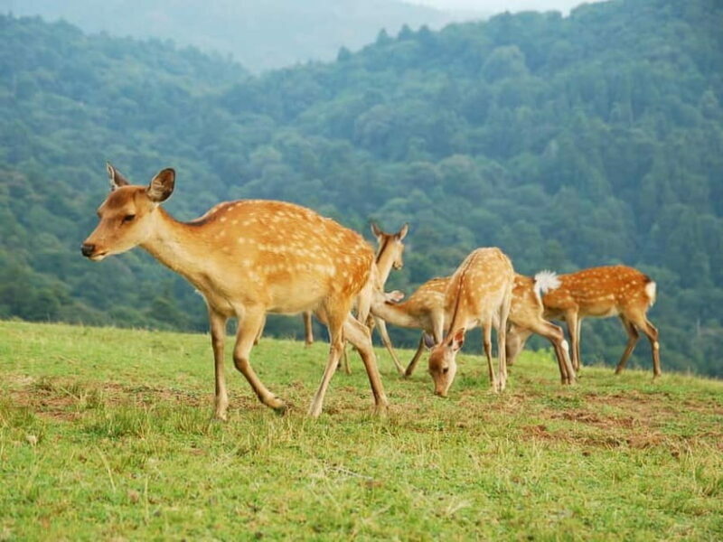 Nara: Hike Mt. Wakakusa and Encounter Wild Free-Roaming Deer - The Itinerary in Detail