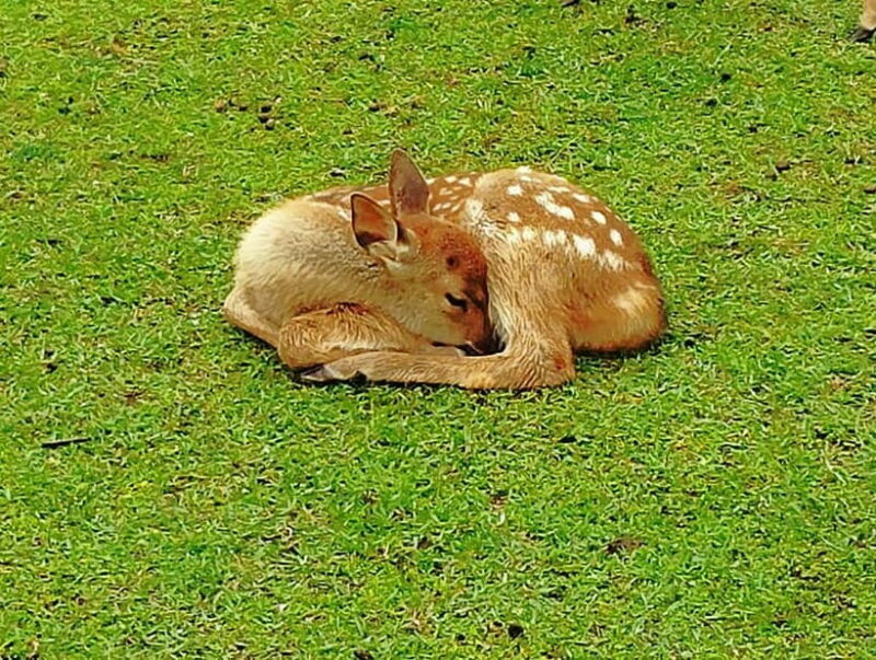 Nara: Hike Mt. Wakakusa and Encounter Wild Free-Roaming Deer - Who Will Love This Tour?
