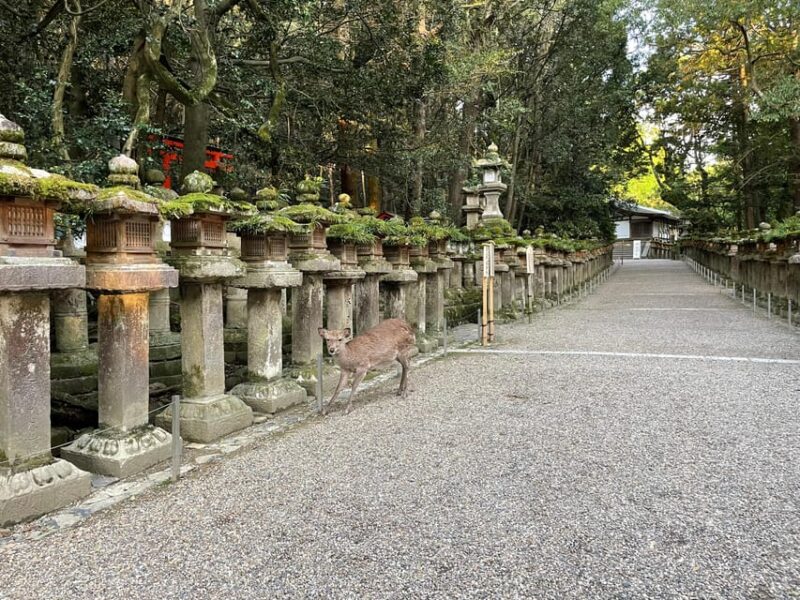 Nara: Hiking in the Forest, Big Buddha, Deer, Shrine, Sunset - Visiting the Todaiji Daibutsuden