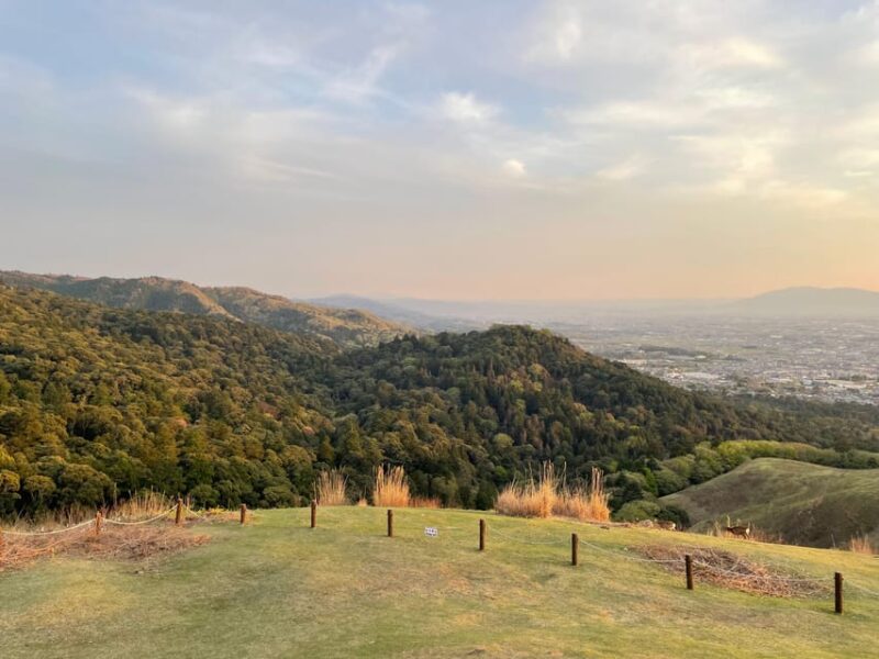 Nara: Hiking in the Forest, Big Buddha, Deer, Shrine, Sunset - Lunch at Mizuya Chaya