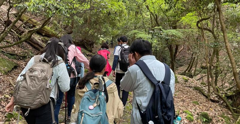 Nara: Hiking in the Forest, Big Buddha, Deer, Shrine, Sunset - Hiking to Wakakusa Mountain