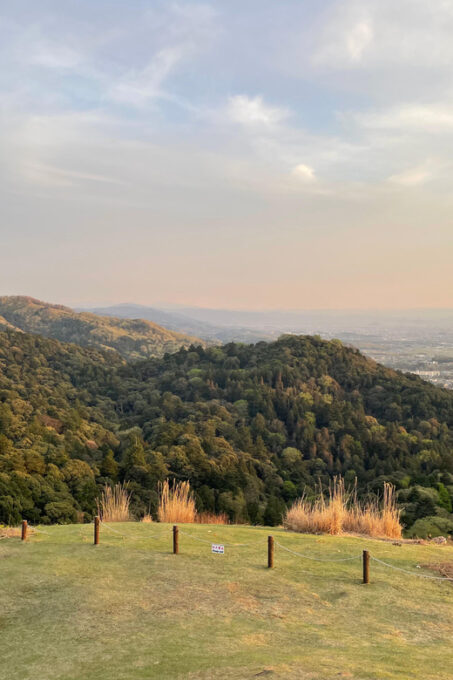 Nara: Hiking in the Forest, Big Buddha, Deer, Shrine, Sunset - Interacting With Wild Deer