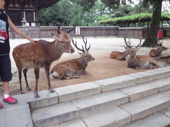 Nara Imaginary Experience - Navigating the Timeless Landscape