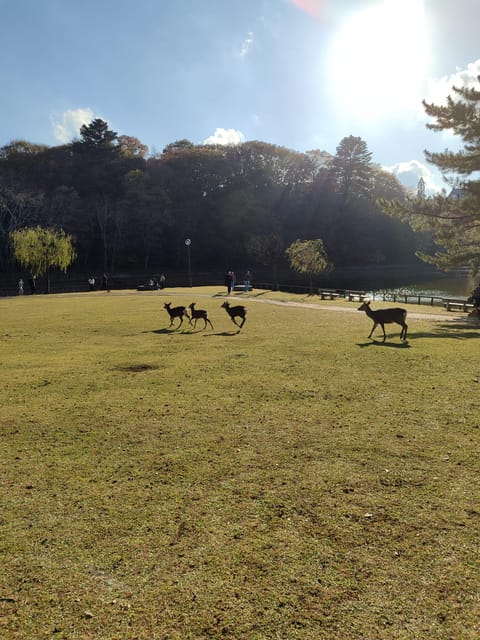 Nara Imaginary Experience - Frequently Asked Questions
