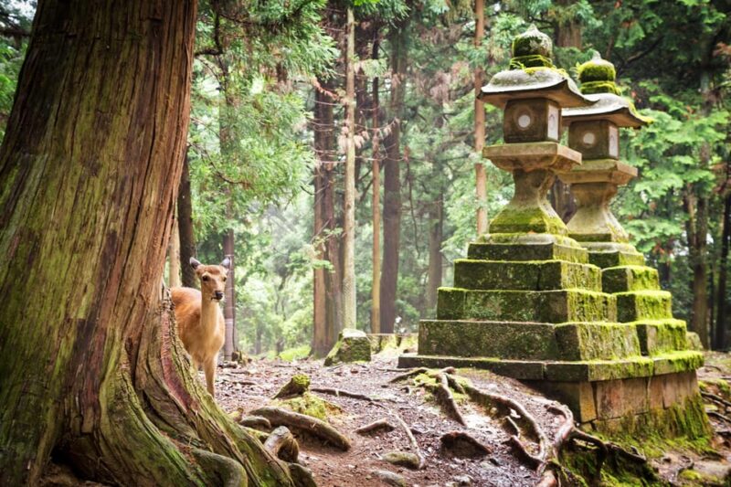 Nara: Kasuga Taisha, World Heritage and Sacred Deer Shrine - Stone Lanterns: Centuries of Devotion