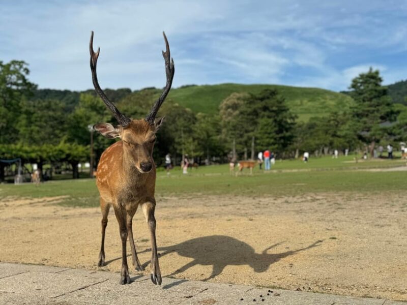Nara: Kasuga Taisha, World Heritage and Sacred Deer Shrine - Festivals and Lantern-Lit Enchantment