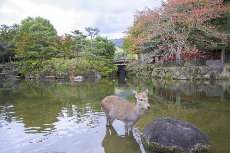 Nara Like a Local: Customized Guided Tour - Key Points