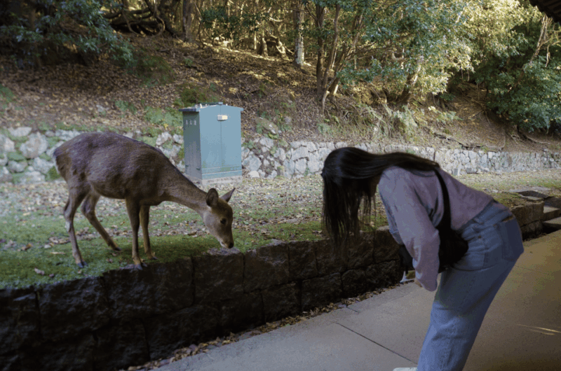 Nara: Must-See Attractions Tour With English-Speaking Guide - Key Attractions