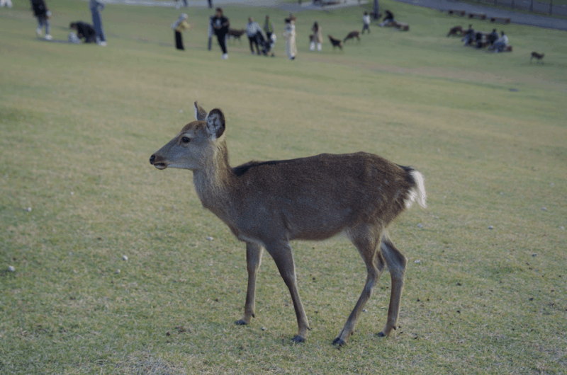 Nara: Must-See Attractions Tour With English-Speaking Guide - Tour Experience