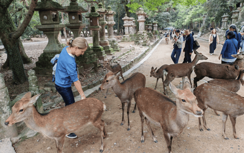 Nara: Nara's Highlights in 3 Hours – Private Tour - Guided Tour Features