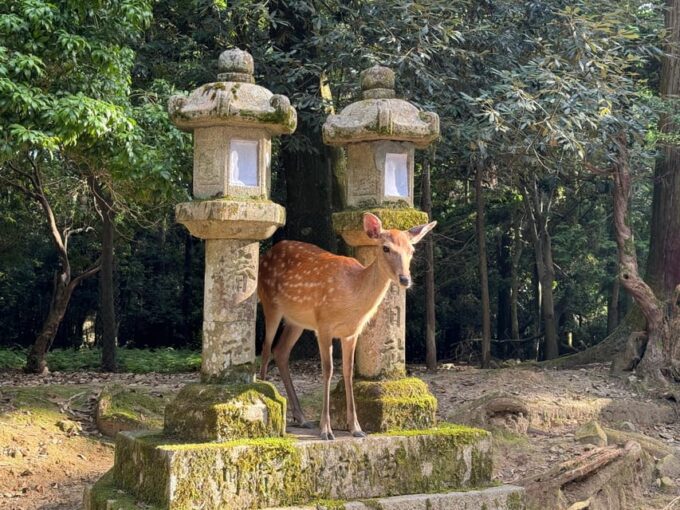 Nara: Nara's Highlights in 3 Hours – Private Tour - Frequently Asked Questions