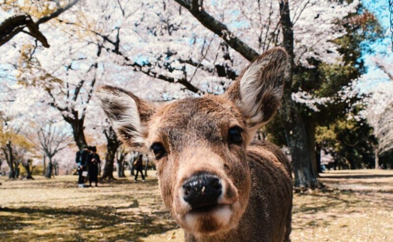 Nara: Private City Tour With A Local Guide - Exploring Todai-Ji Temple
