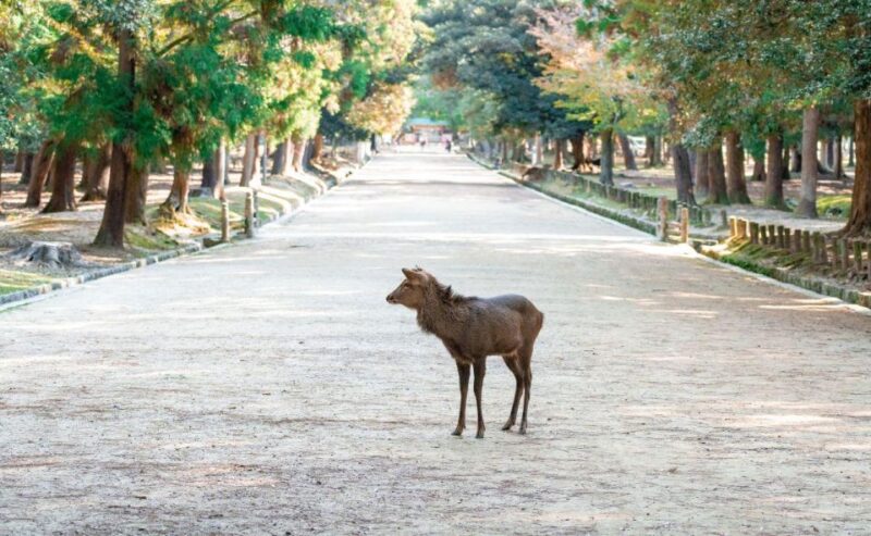 Nara: Private City Tour With A Local Guide - Discovering Kofuku-Ji Temple
