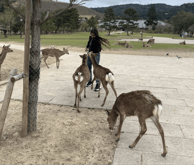 Nara Private Custom Tour With Local Guide - Nara Park and Deer