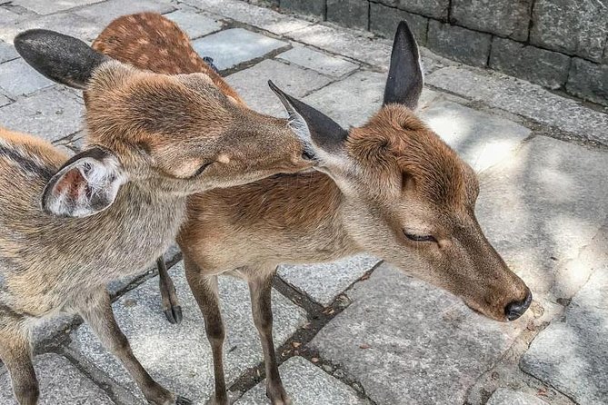 Nara Private Day Trip - Enjoy Your First-Time Visit to Nara! - Meeting and End Points