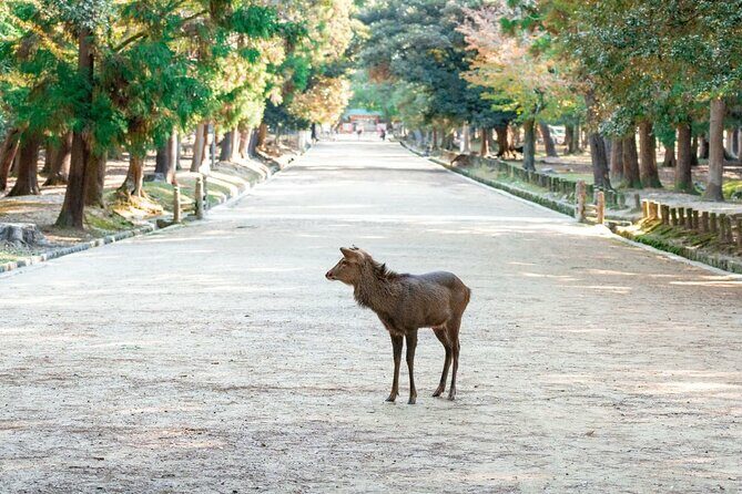 Nara : Private Day Walking Tour (From Osaka/Kyoto Possible) - Discovering Nara: An In-Depth Review of the Private Day Walking Tour