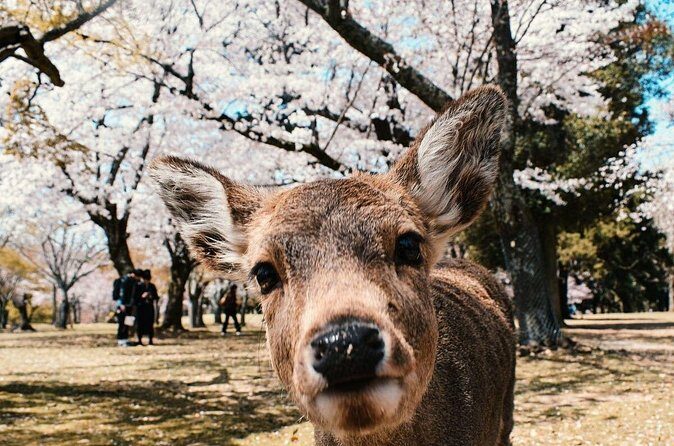 Nara : Private Day Walking Tour (From Osaka/Kyoto Possible) - Who Will Love This Tour?