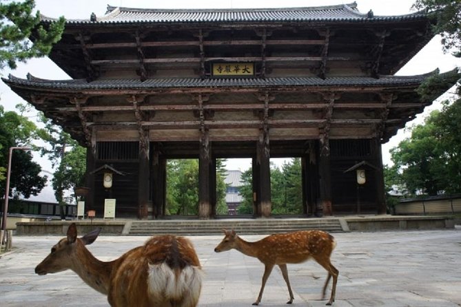 Nara Private Tour by Public Transportation From Kyoto - Traveler Reviews