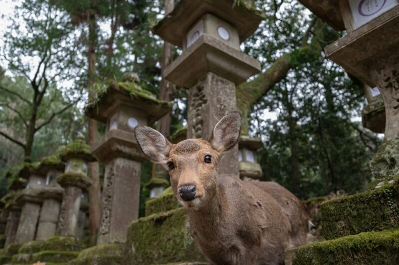 Nara PRIVATE TOUR: Todai-ji and Nara Park (English Guide) - Todai-ji Exploration