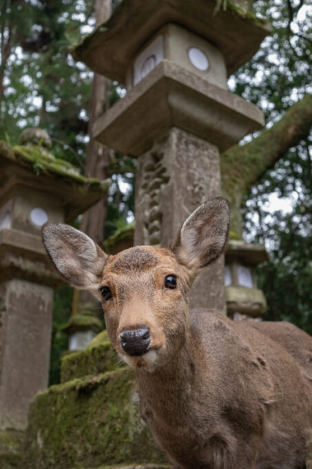 Nara PRIVATE TOUR: Todai-ji and Nara Park (English Guide) - Kofuku-ji Photo Stop