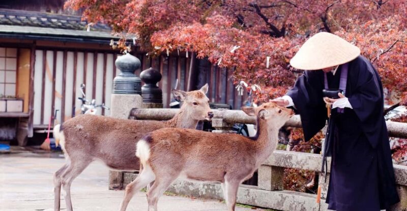 Nara Private Tour With English-Speaking Driver - Key Highlights