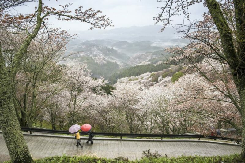 Nara: Private Walking Tour with a Local - Exploring Nara with a Local: What to Expect