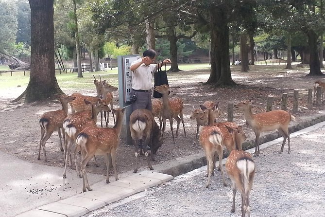 Nara Todaiji Lazy Bird Tour - Discovering Kofukuji Temple