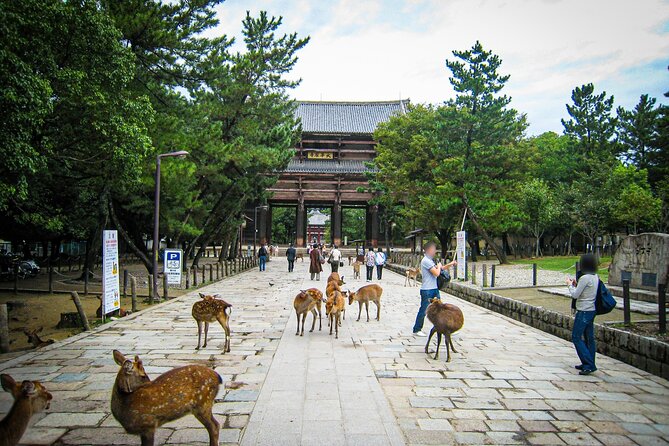 Nara World Heritage PRIVATE TOUR - Exploring Naras Landmarks