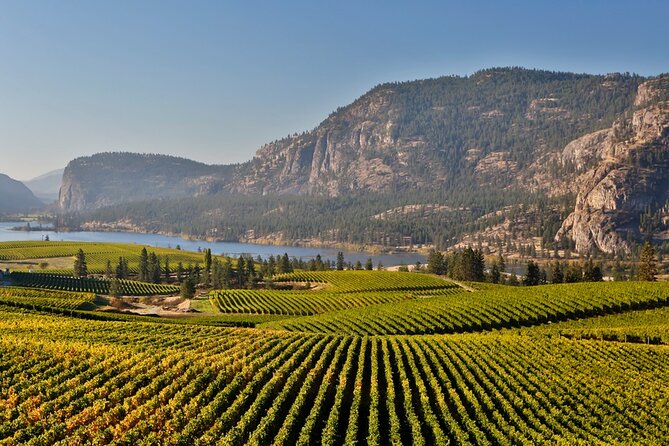 Naramata Bench Wine Experience From Vernon - 4 Wineries - Artisanal Charcuterie Picnic Delight