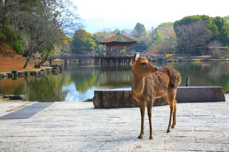 Nara's Historical Wonders: A Journey Through Time and Nature - Yoshikien Gardens Tranquil Beauty