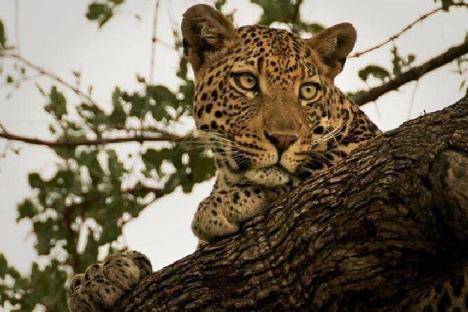 Narlai Leopard Safari and Village Walk - Good To Know