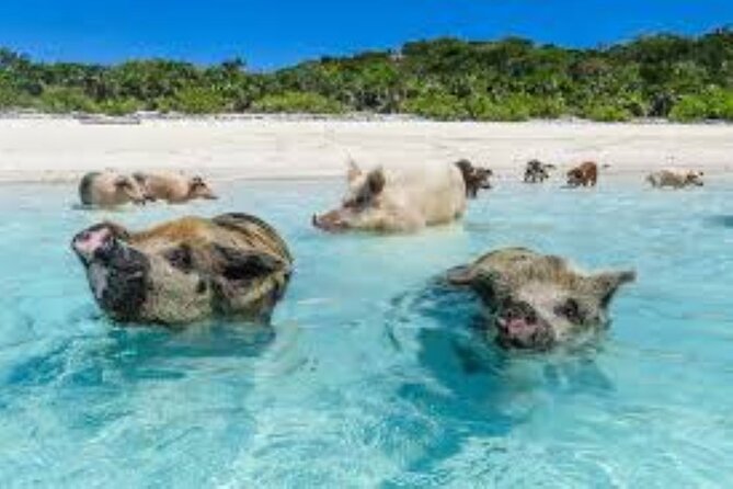 Nas: 3 Islands, Snorkeling, Pig Beach , Turtles & Lunch Boat Trip - Accessibility and Age Restrictions