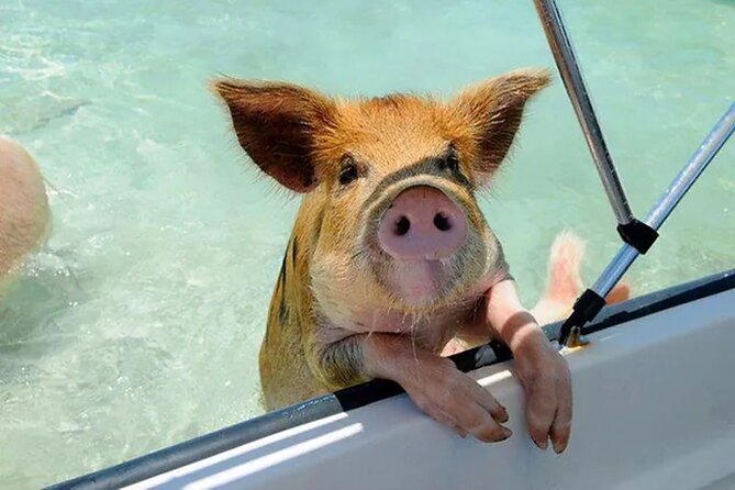 Nas: 3 Islands, Snorkeling, Pig Beach , Turtles & Lunch Boat Trip - Transportation Arrangements